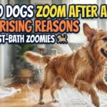 Why Do Dogs Zoom After a Bath? 8 Surprising Reasons Behind Post-Bath Zoomies
