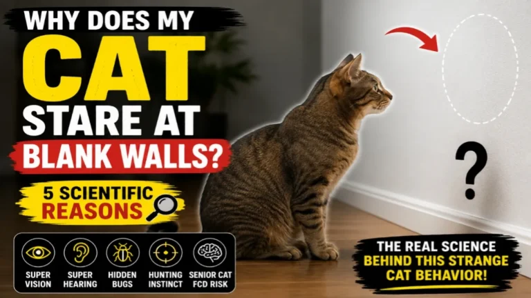 Why Does My Cat Stare at Blank Walls?